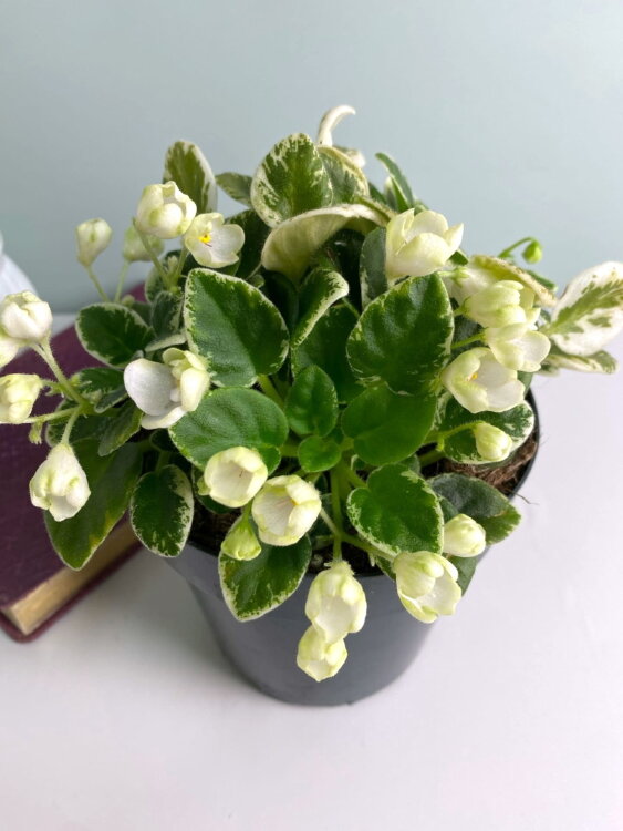 Фиалка Н подснежник вариегатная ⌀12 