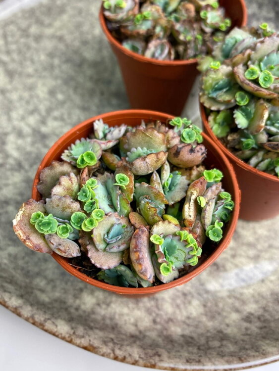 Каланхоэ Хортаги ⌀5 