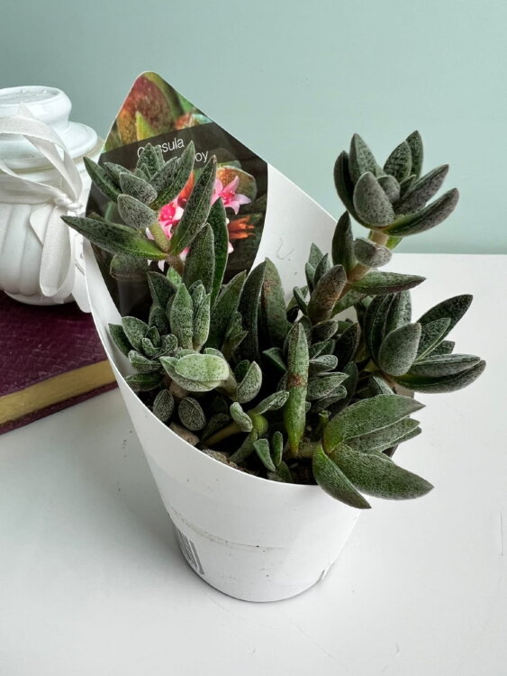 Крассула Джусти Кордерой ⌀7  Крассула Джусти Кордерой ⌀7