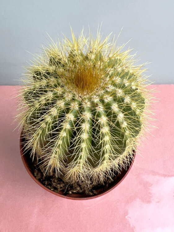 Нотокактус Магнификус ⌀8 