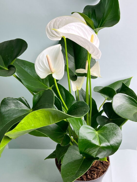 Антуриум белый Антедесия Вайт ⌀17 65 см 