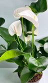 Антуриум белый Антедесия Вайт ⌀17 65 см 