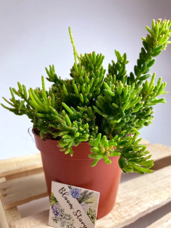 Рипсалис Мезембриантемовый ⌀12 