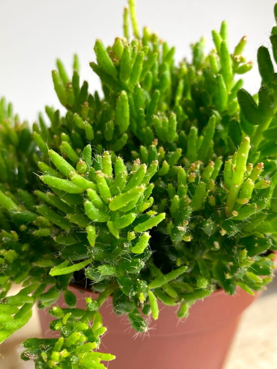 Рипсалис Мезембриантемовый ⌀12 