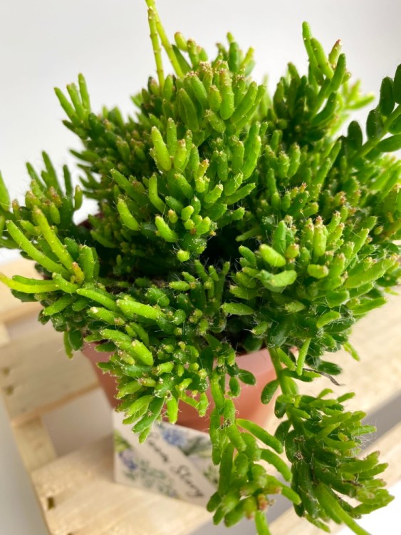 Рипсалис Мезембриантемовый ⌀12 