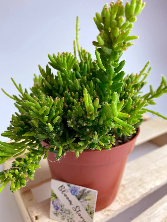 Рипсалис Мезембриантемовый ⌀12 