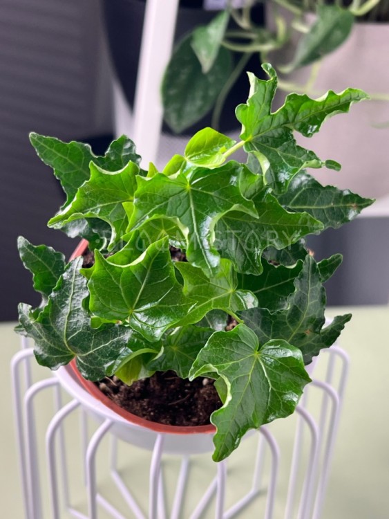 Хедера Хеликс Ивалейс ⌀9 15 см 