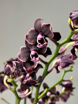 Орхидея Мультифлора Банана Шоколад ⌀12 40 см