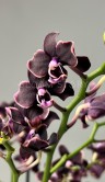 Орхидея Мультифлора Банана Шоколад ⌀12 40 см 