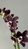 Орхидея Мультифлора Банана Шоколад ⌀12 40 см 