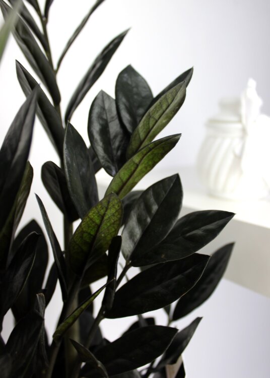 Замиокулькас чёрный Равен ⌀14 45 см 