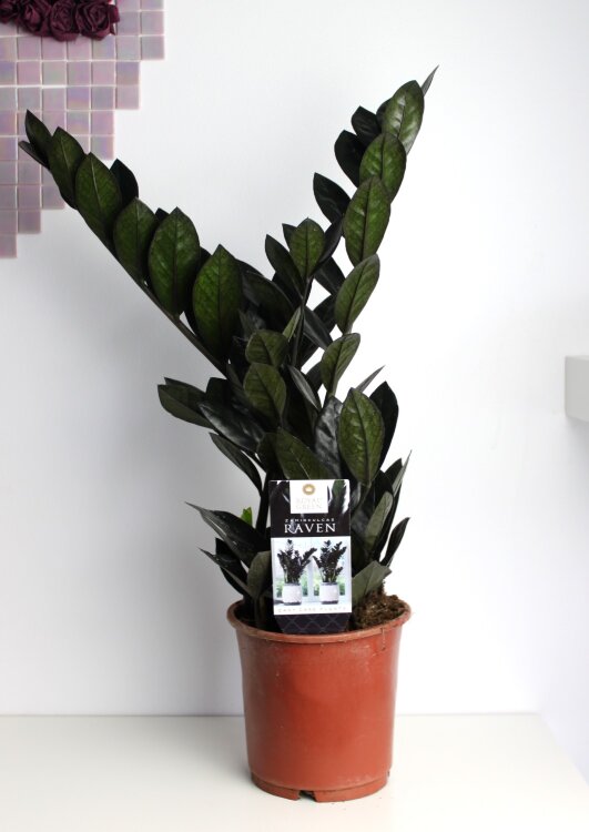 Замиокулькас чёрный Равен ⌀14 45 см 