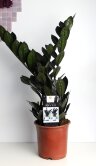 Замиокулькас чёрный Равен ⌀14 45 см 