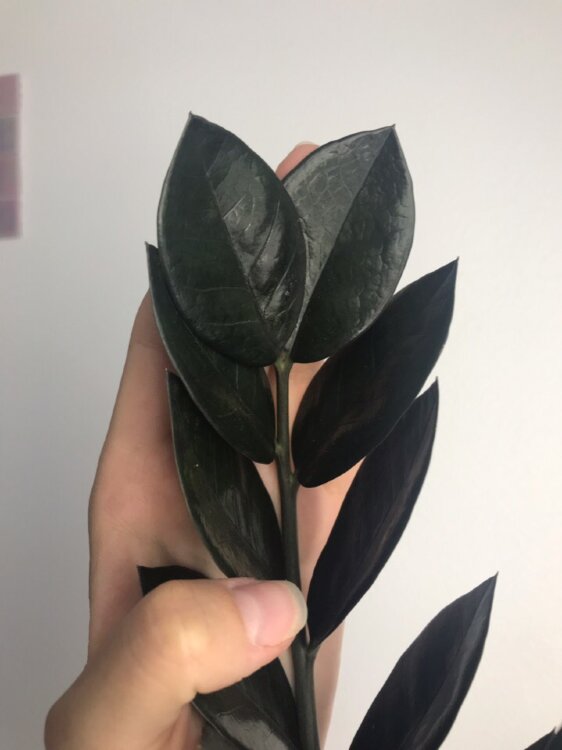 Замиокулькас чёрный Равен ⌀14 45 см 