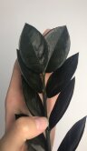 Замиокулькас чёрный Равен ⌀14 45 см 