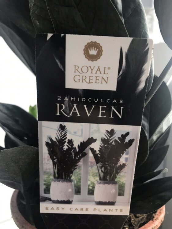 Замиокулькас чёрный Равен ⌀14 45 см 