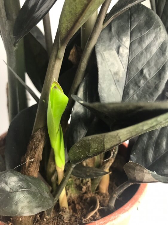 Замиокулькас чёрный Равен ⌀14 45 см 