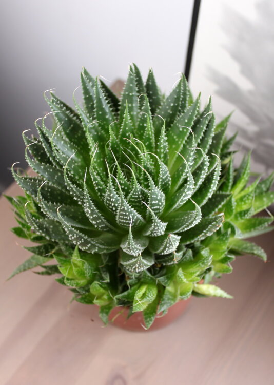 Алоэ Аристата ⌀13 