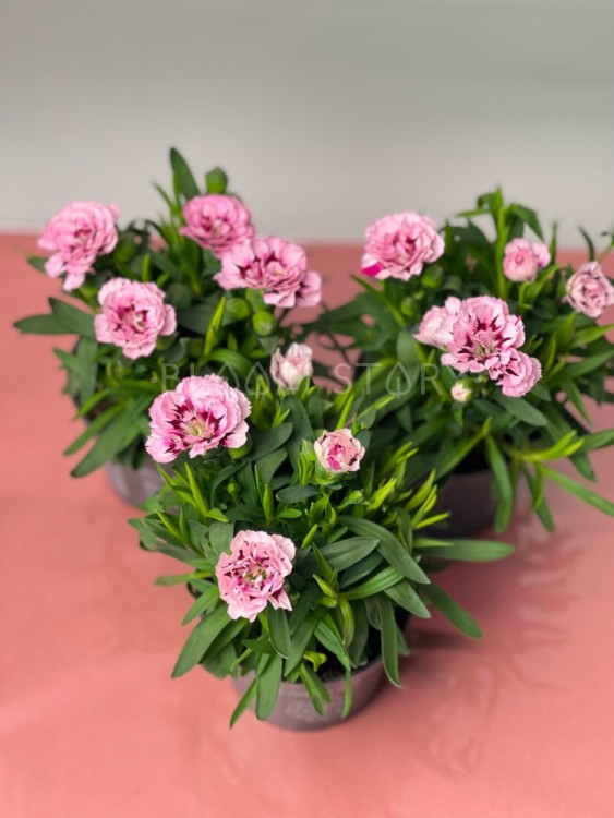 Гвоздика розовая двухцветная ⌀9 