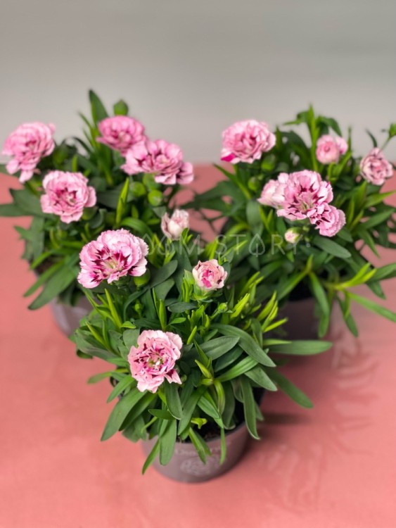 Гвоздика розовая двухцветная ⌀9 