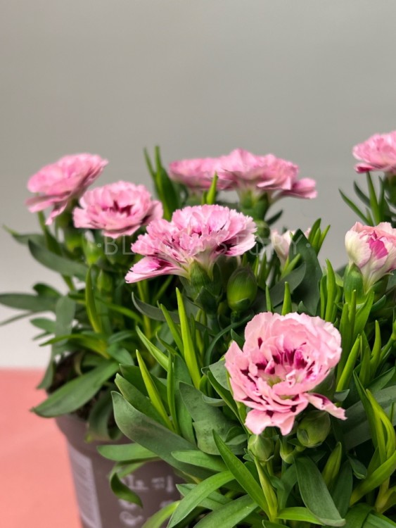 Гвоздика розовая двухцветная ⌀9 