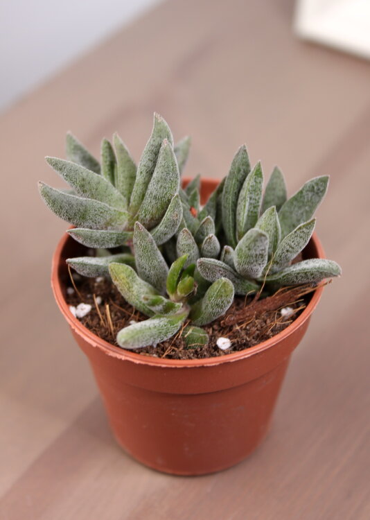 Крассула Шмидта ⌀5 