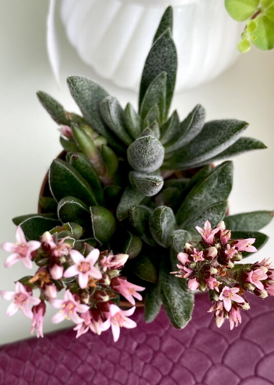 Крассула Шмидта ⌀5 