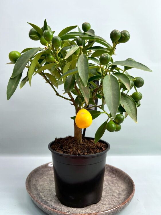 Цитрофортунелла Кумкват ⌀15 50 см 