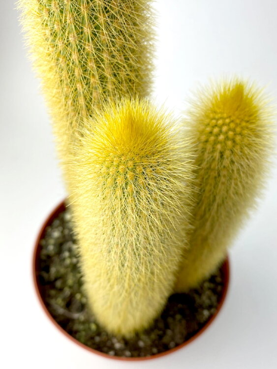 Вебербауэроцереус ⌀12 