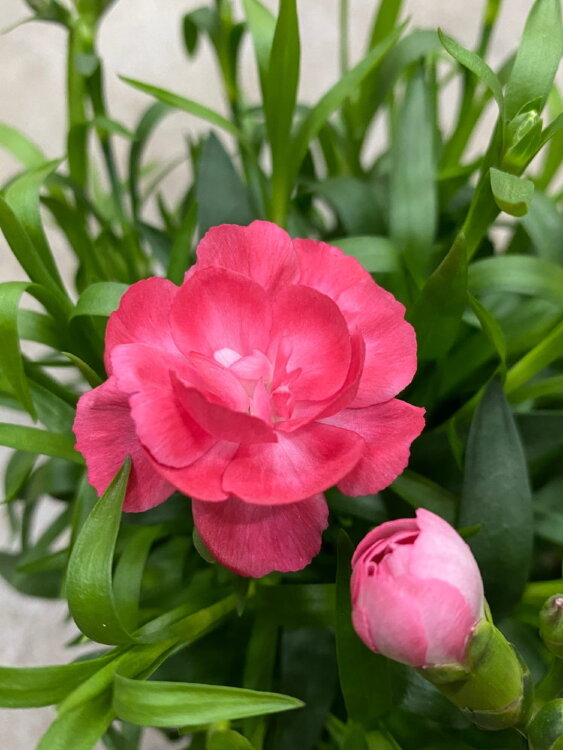 Гвоздика лососевая ⌀12 