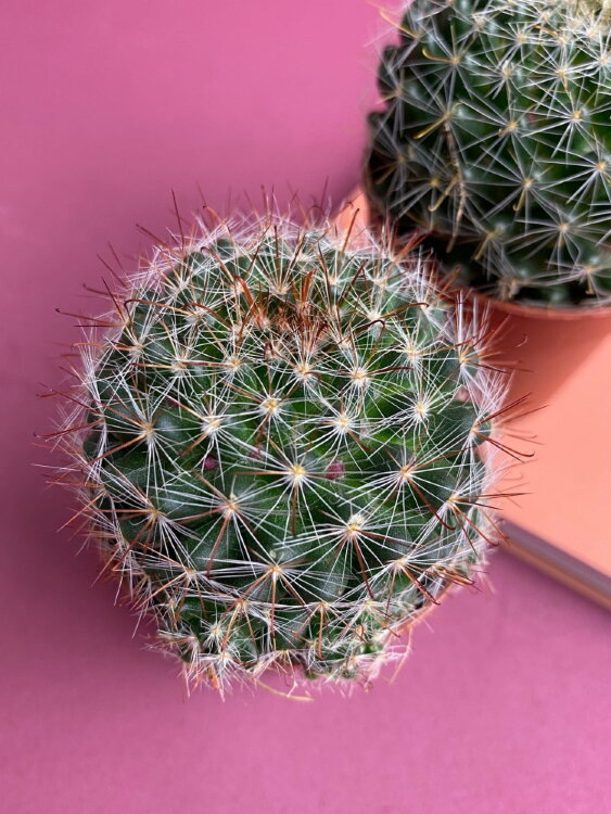 Маммиллярия Меридиорозеи ⌀5 