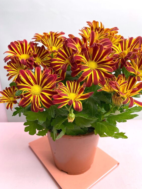 Хризантема бордово-жёлтая ⌀12 