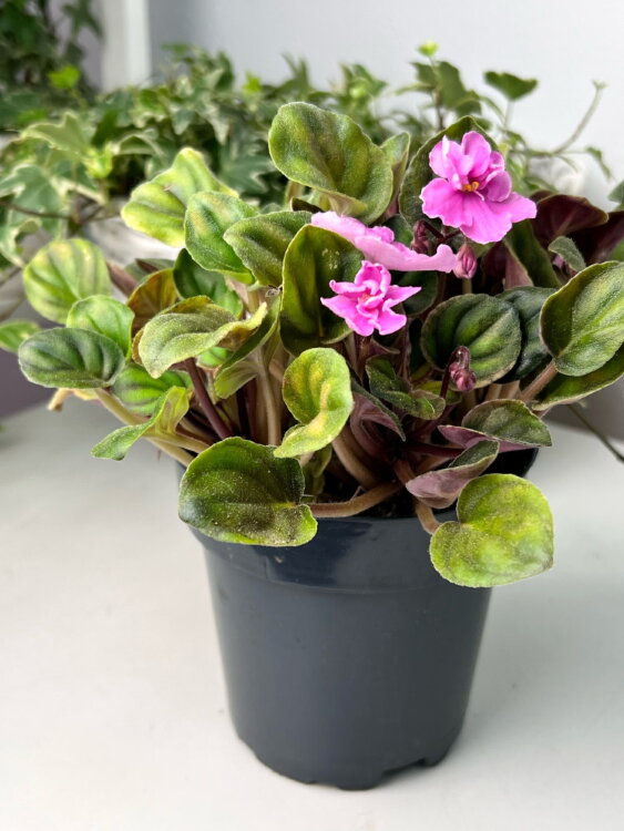 Фиалка Макс Тиамат ⌀12 