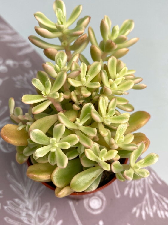 Седум Джойс Таллоч ⌀5 