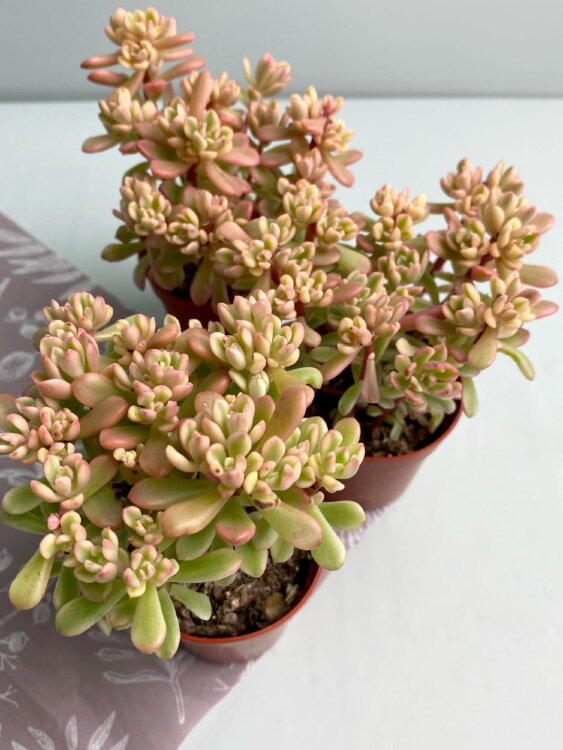 Седум Джойс Таллоч ⌀5 