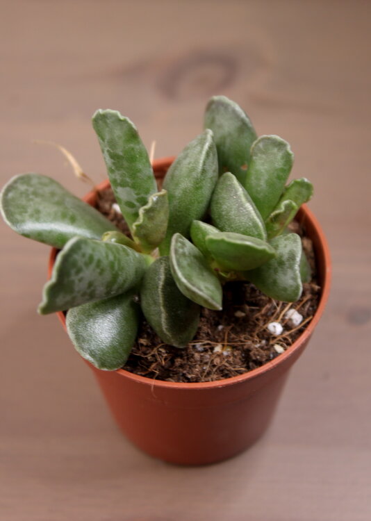 Адромискус Купера ⌀5 