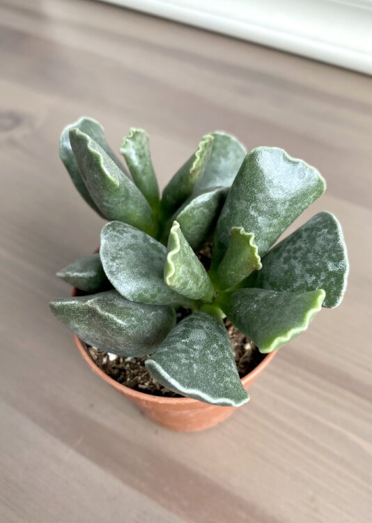 Адромискус Купера ⌀5 