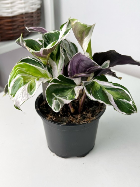 Калатея Фьюжн Вайт ⌀6 10 см 