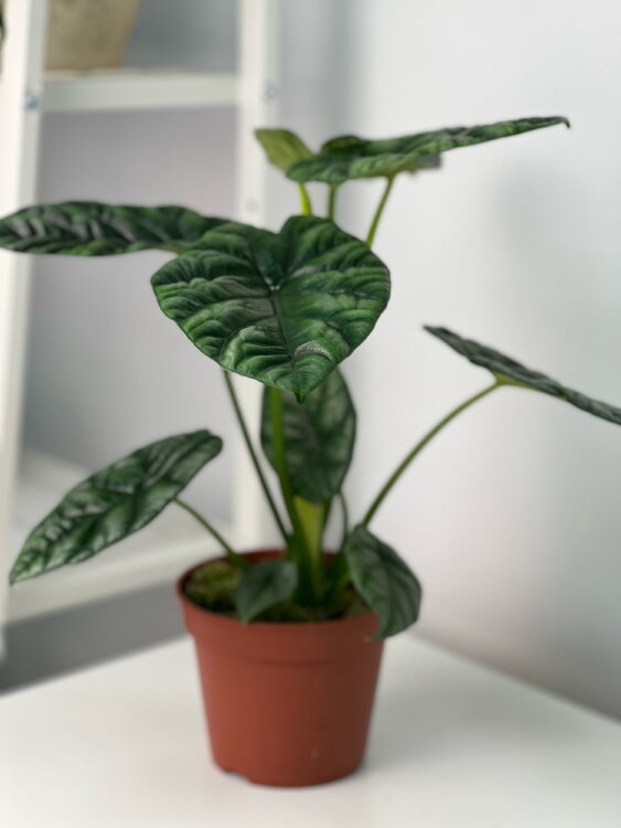 Алоказия Синуата ⌀14 35 см  Алоказия Синуата ⌀14 35 см