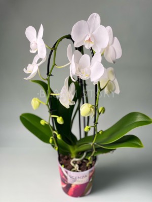 Орхидея Фаленопсис белая двойной каскад ⌀12 45 см