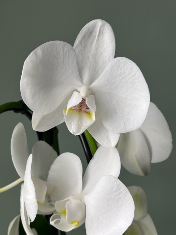 Орхидея Фаленопсис белая двойной каскад ⌀12 45 см 