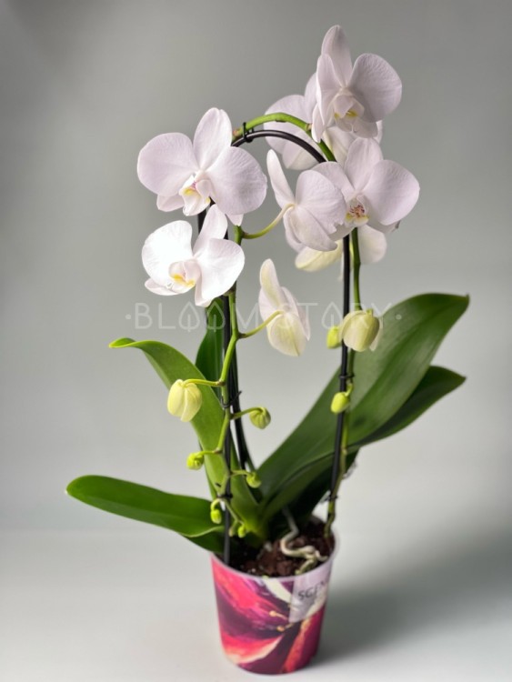 Орхидея Фаленопсис белая двойной каскад ⌀12 45 см 