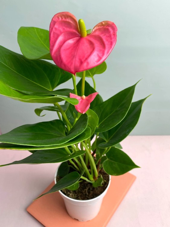 Антуриум Ариса Пинк ⌀12 40 см 