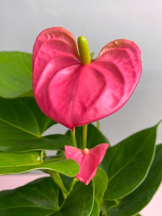 Антуриум Ариса Пинк ⌀12 40 см 