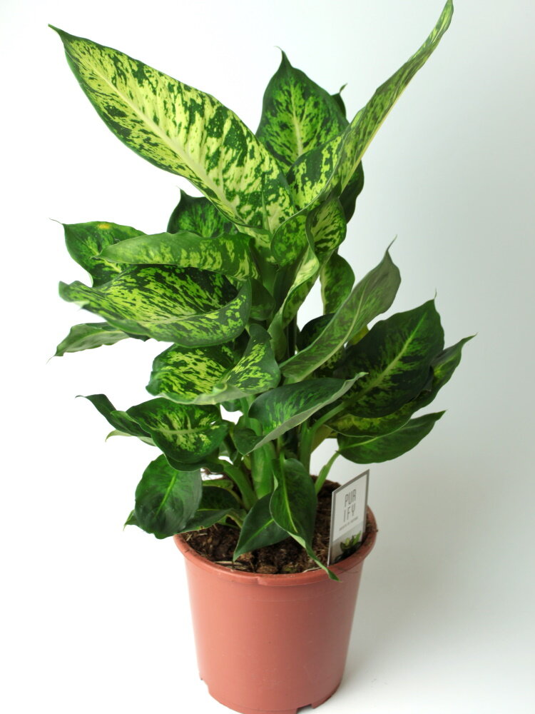 Диффенбахия марс. Диффенбахия марс. Сублим. Диффенбахия green magic. Диффенбахия марс dieffenbachia.