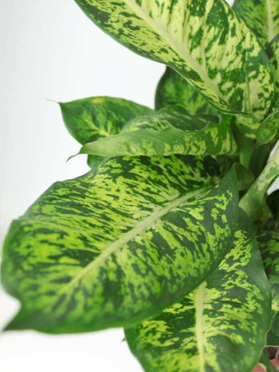 Диффенбахия Марс ⌀17 70 см 