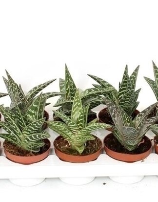 Алоэ Вариегата ⌀10 