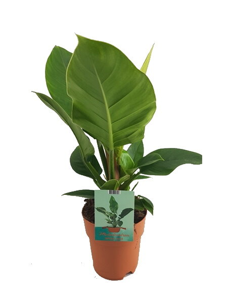 Филодендрон Империал Грин ⌀19 60 см 