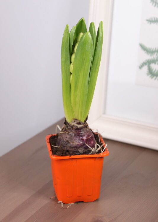 Гиацинт Джипси Квин оранжевый 