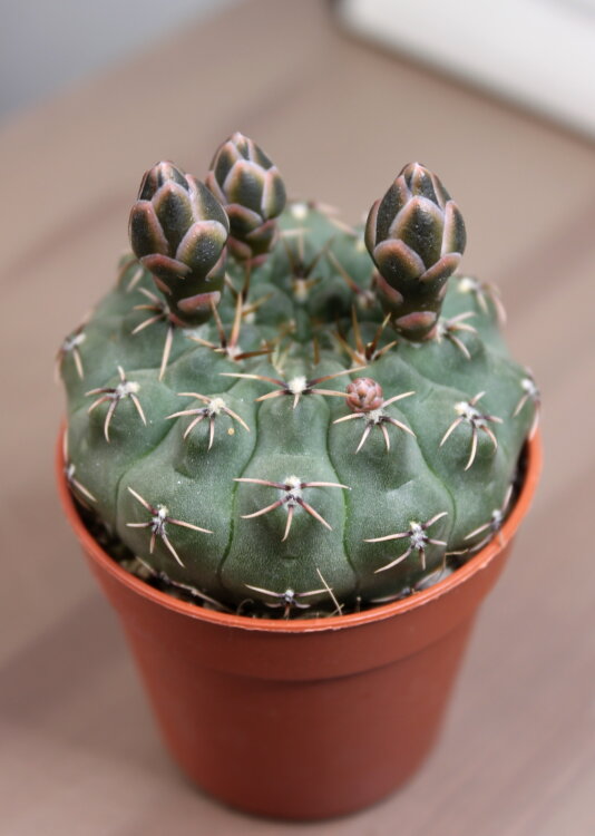 Гимнокалициум Квеля ⌀5 